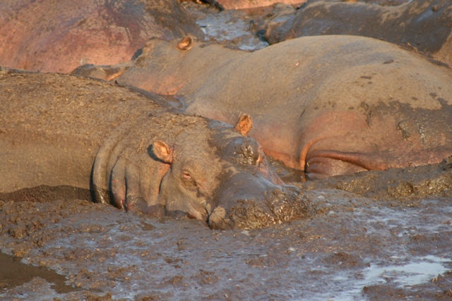 Katavi National Park - Hippo Pod