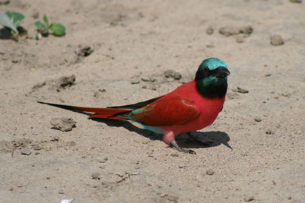 Selous Game Reserve - Birdlife