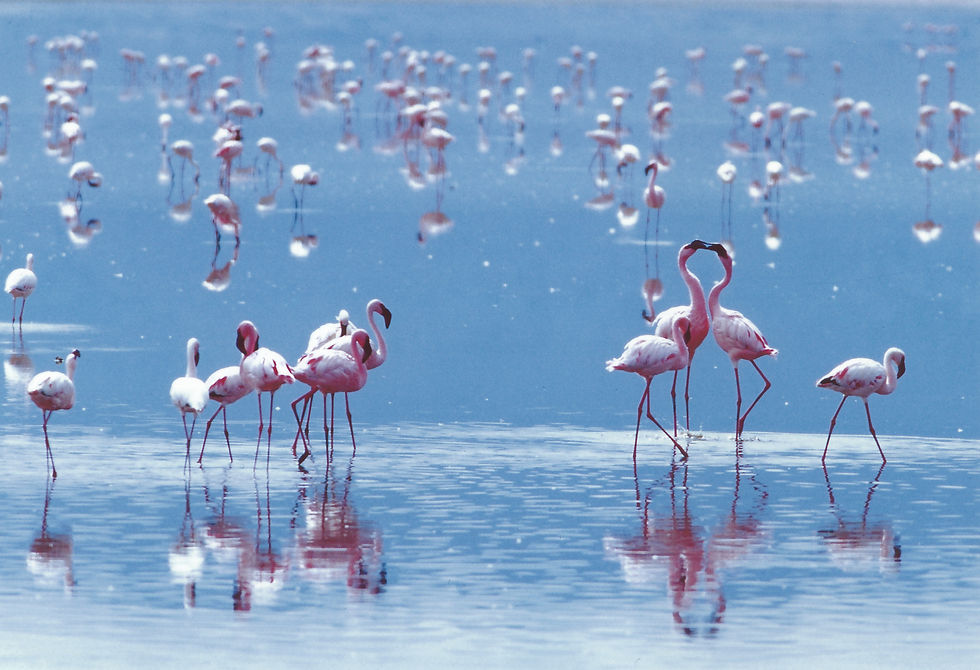 Ngorongoro - Flamingos