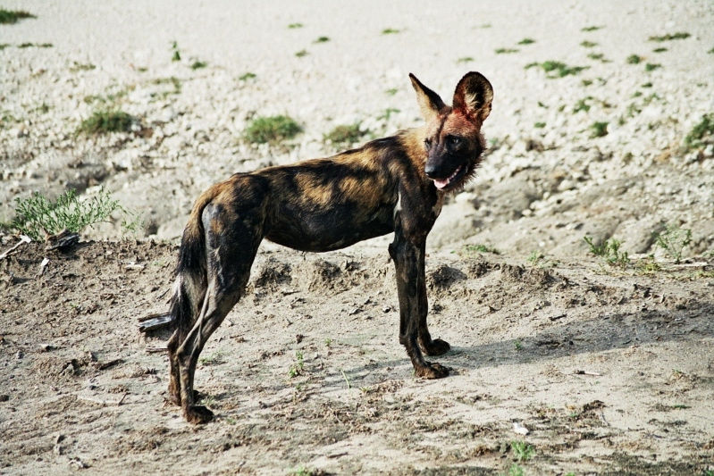 Selous Game Reserve - Wild Dog