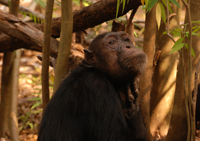 Pensive Chimp in Mahale National Park