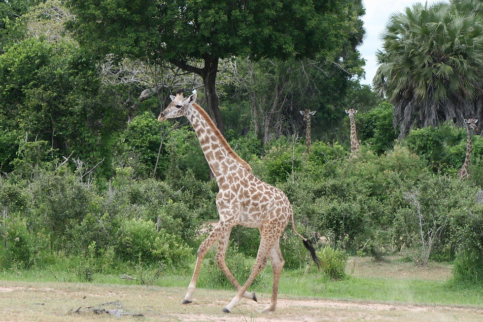 Selous Game Reserve - Giraffe