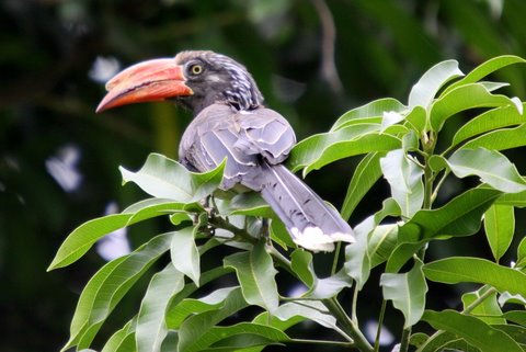 Udzungwa National Park - Birdlife