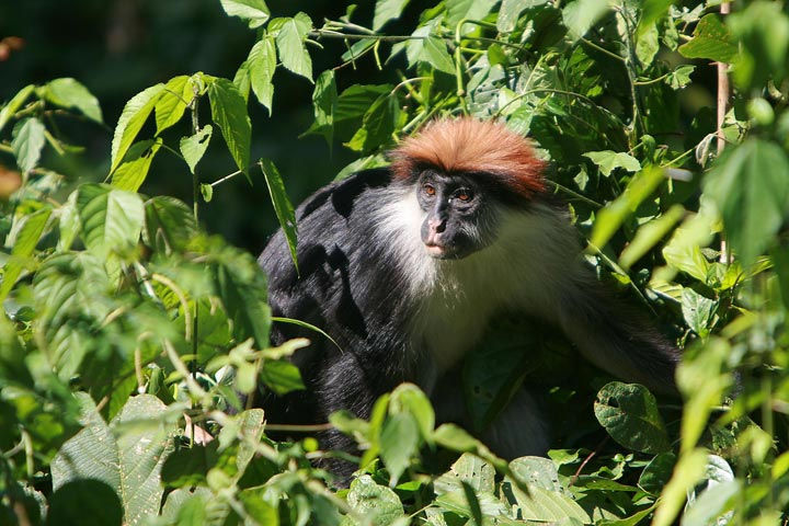 Udzungwa National Park - Red Colobus