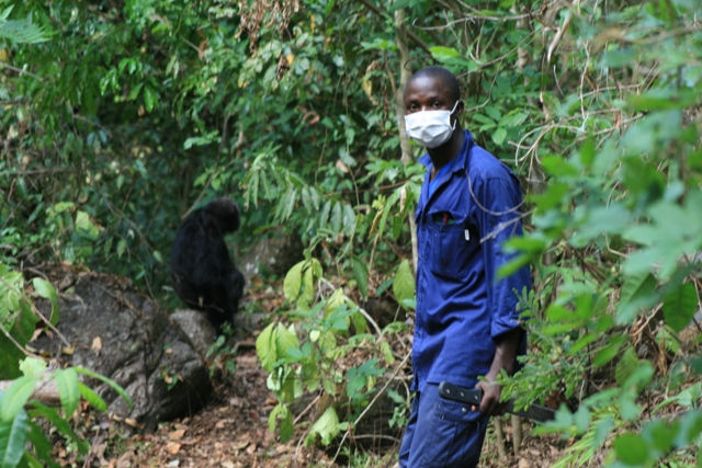 Mahale - Chimp Tracker Guide