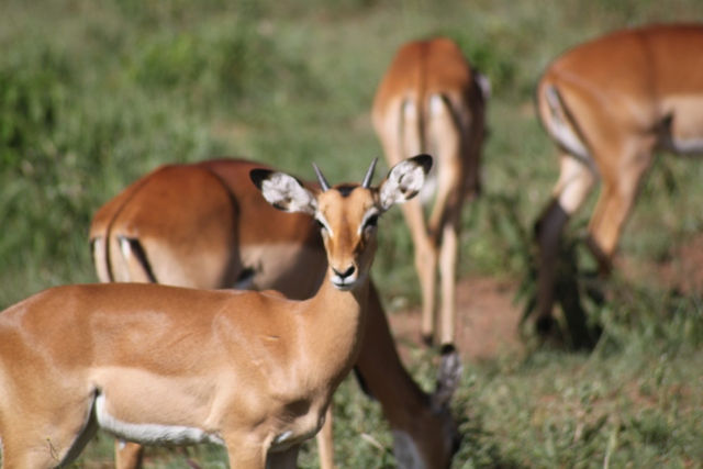 Serengeti National Park - Impala