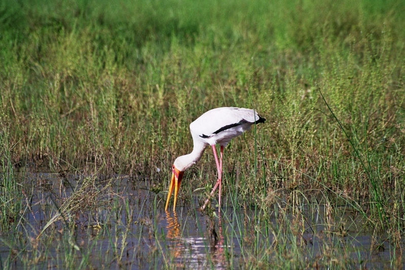 Selous Game Reserve - Heron