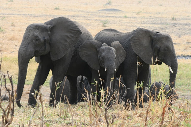 Katavi National Park - Elephants