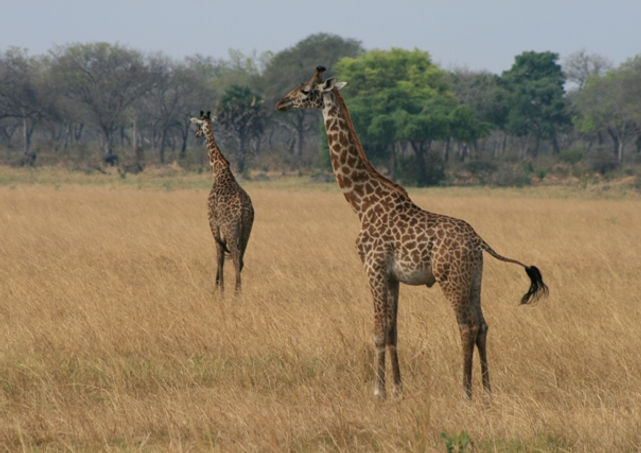 Giraffe in Katavi National Park