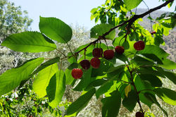 Cherries in Azzaden Valley