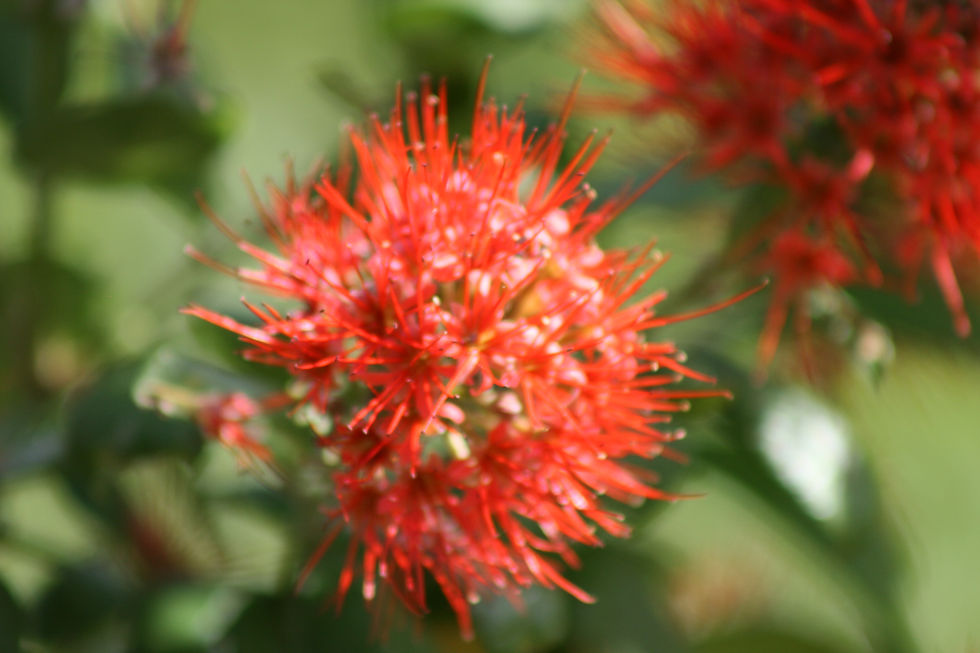 Selous Game Reserve - Flowers