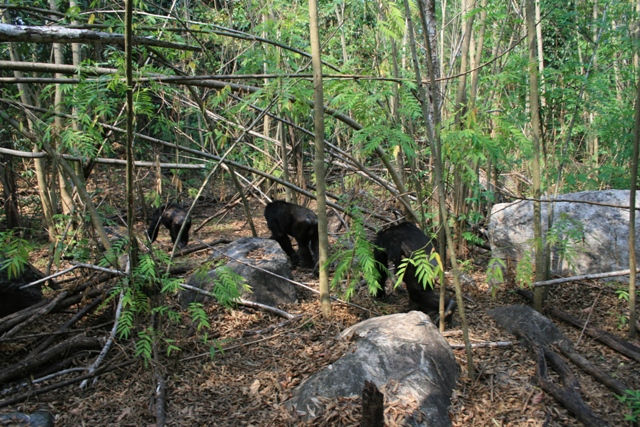 Mahale Mountains - Chimps