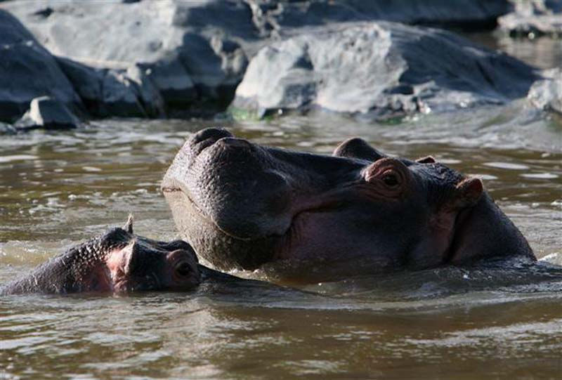 Selous Game Reserve - Hippo