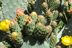 Azzaden Valley Prickly Pears