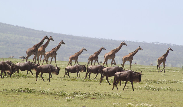 Tanzania wildlife in Serenegti
