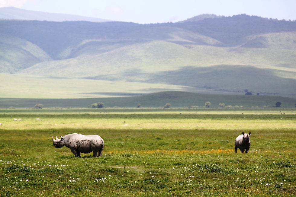 Ngorongoro - Crater Drive