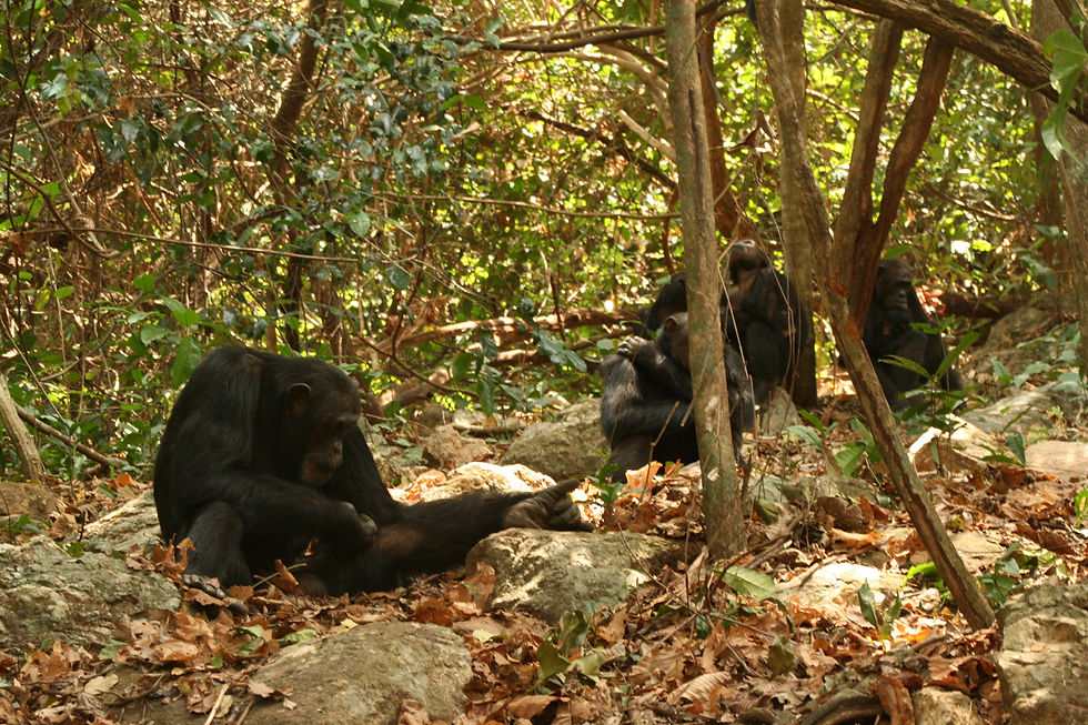 Gombe National Park - Chimpanzees