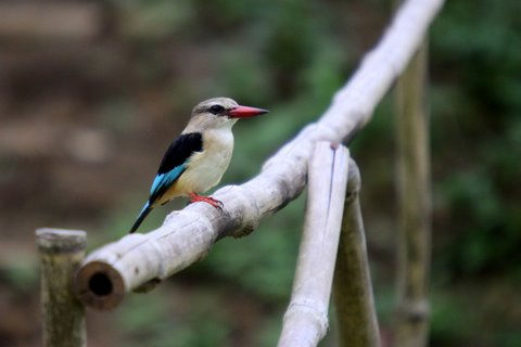 Udzungwa National Park - Birds