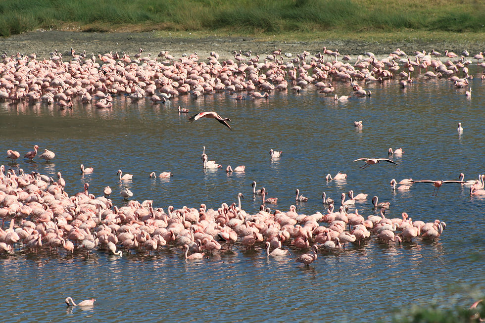 Arusha National Park - Flamingo