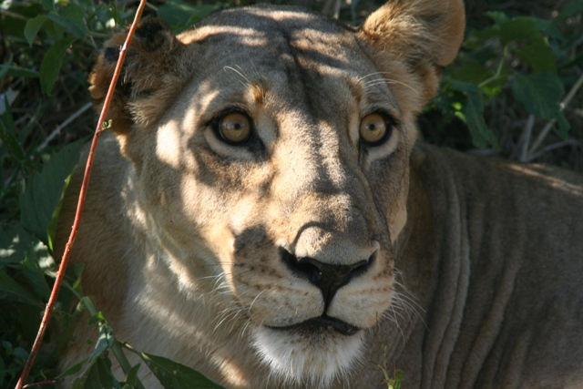 Ruaha National Park - Lion