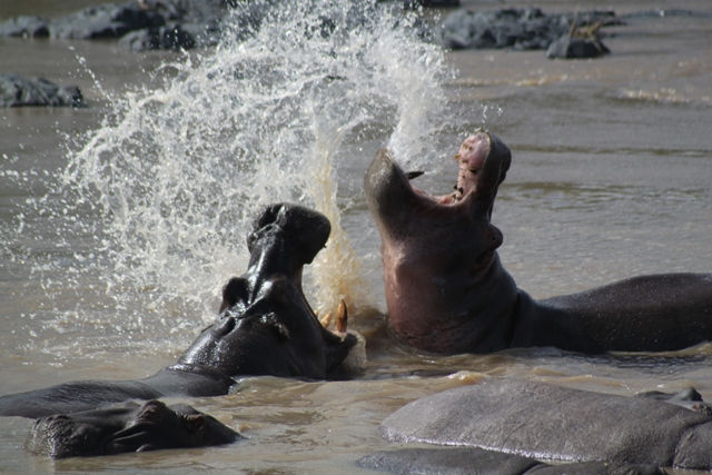 Serengeti National Park - Hippo
