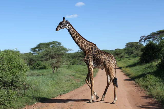 Serengeti National Park - Giraffe
