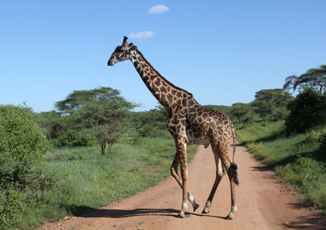 Serengeti National Park Giraffe