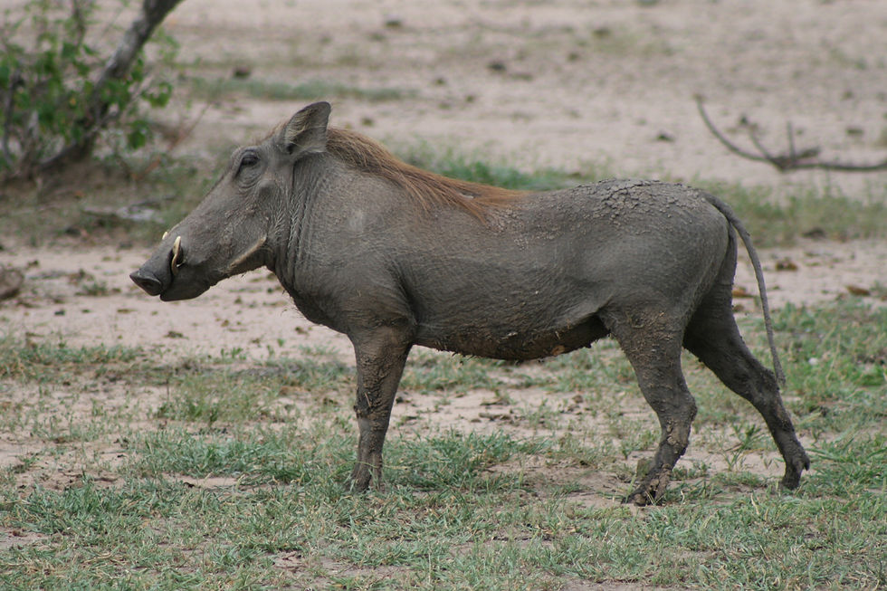 Selous Game Reserve - Warthog