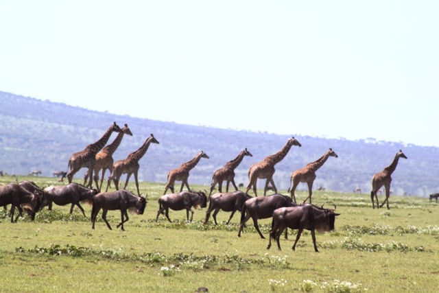 Serengeti National Park - Plains