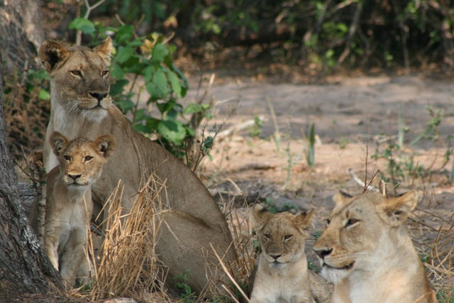 Katavi National Park - Lion Family