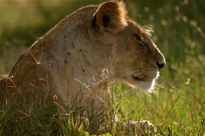 Selous Game Reserve - Lion