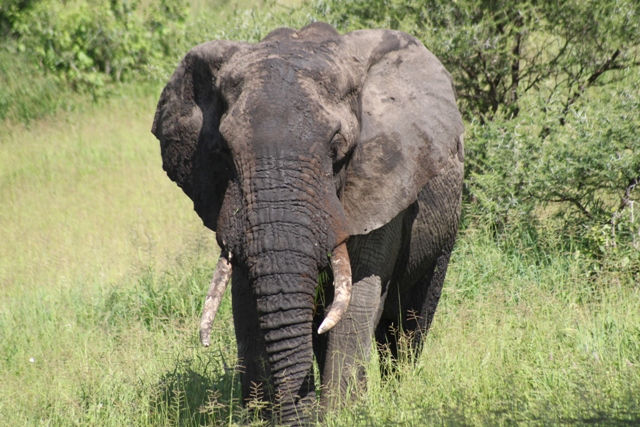 Tarangire National Park - Elephant