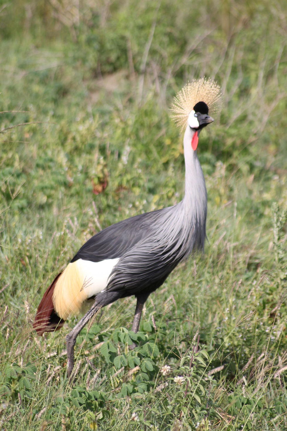 Lake Manyara National Park