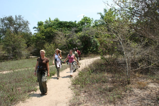 Mahale - Tracking Chimps