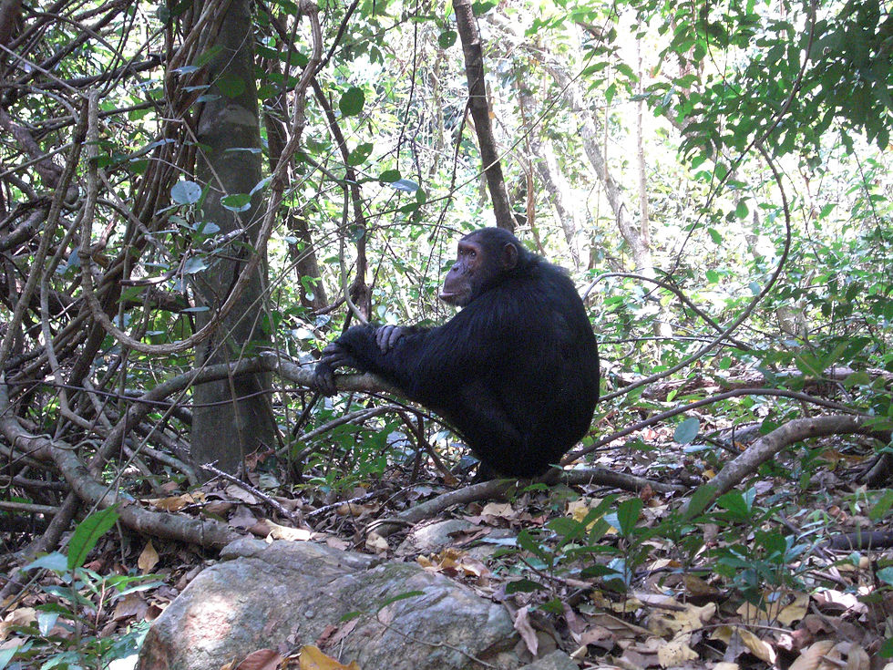Gombe National Park - Chimp