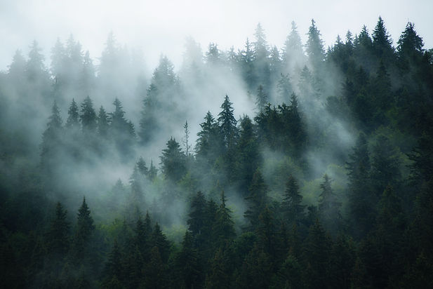 Christmas Tree Forest with Mist