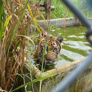 Playing in a newly built tiger pond at the DNP