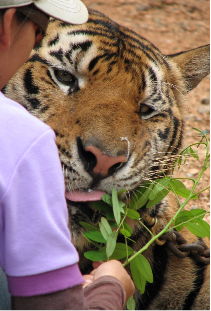 captive tiger eats leaves