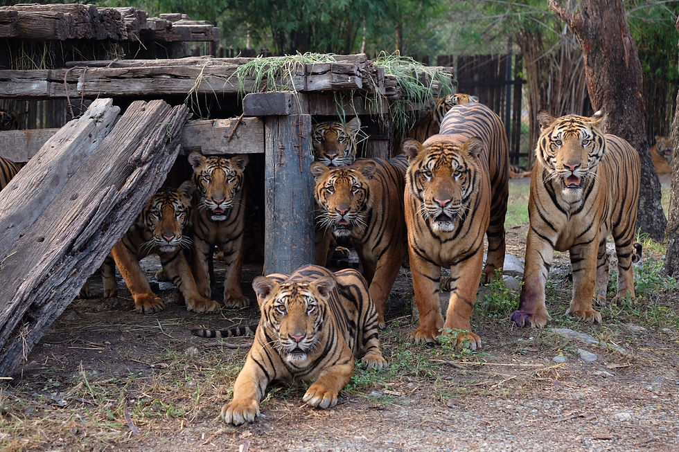 Tiger group Bangkok Safari World