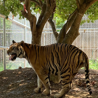 Fire out in his enclosure at the DNP