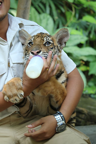 Tiger cub bottle feeding