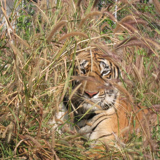 Atom in an enclosure at Tiger Temple