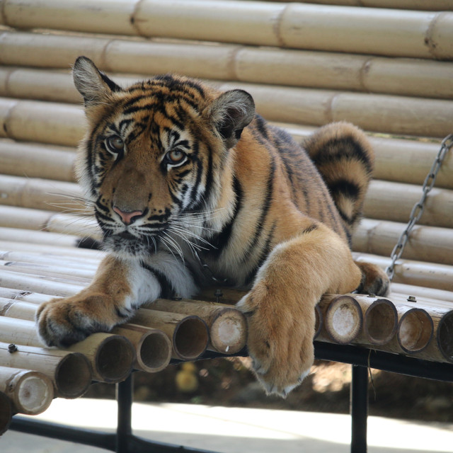 Phuket Zoo Suspends Tiger Photos For Now Get details of location, timings and contact. phuket zoo suspends tiger photos