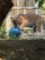 Storm investigates his ball | For Tigers, 2024