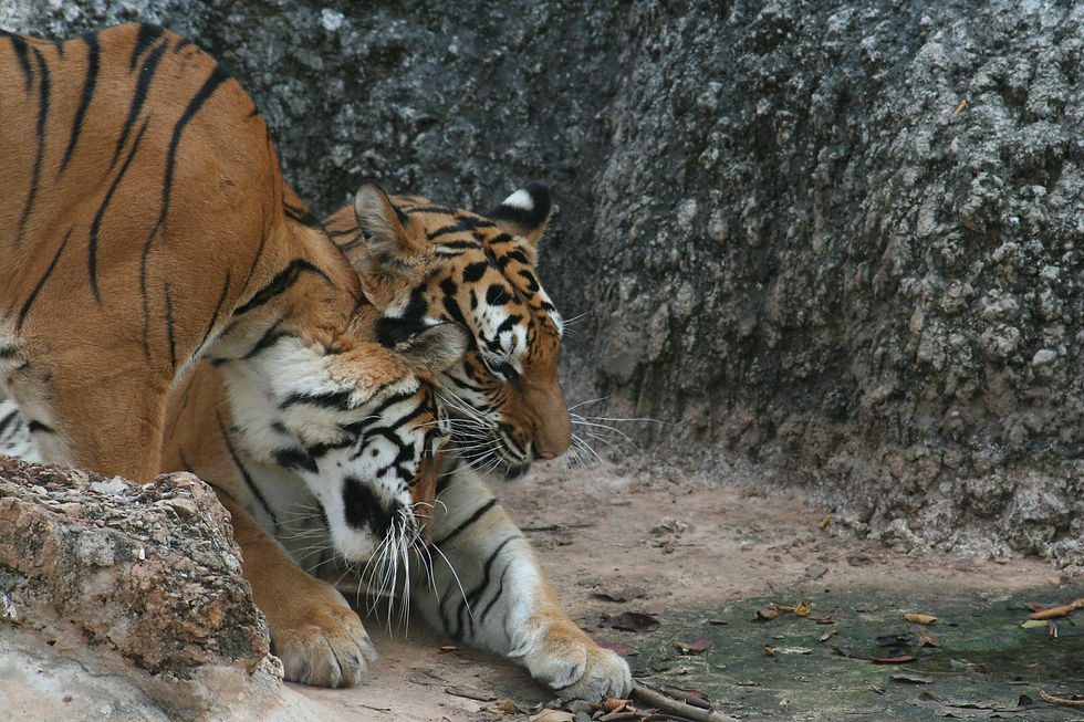 Tiger head bump