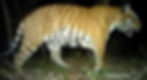 Nepal Chitwan Tiger