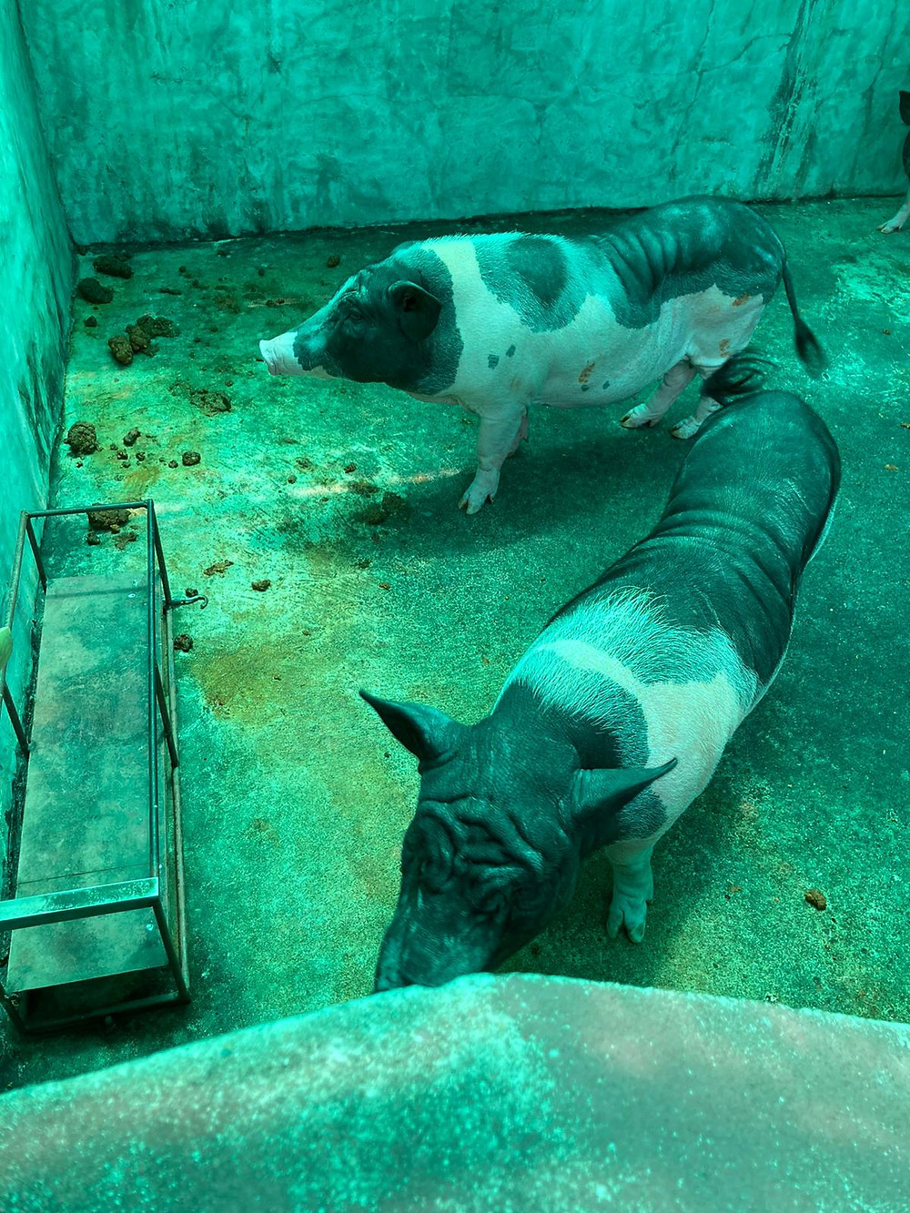 Starving pigs