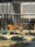 Giving chase | For Tigers, 2024