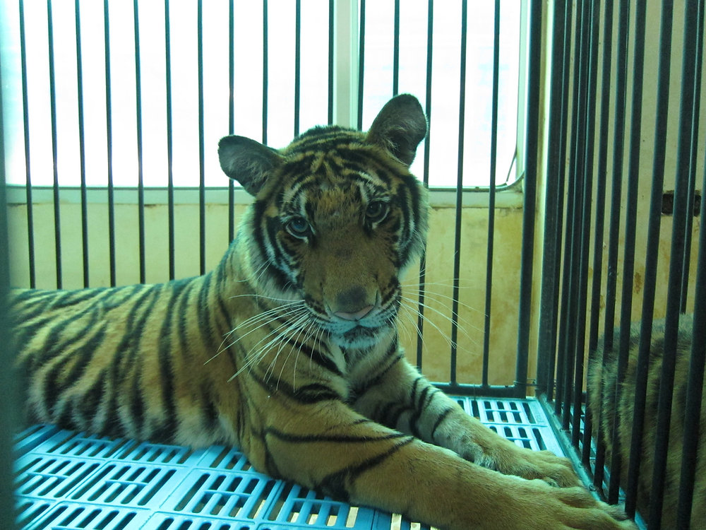 Tiger Pickers 2021 A TIGER ROUNDUP