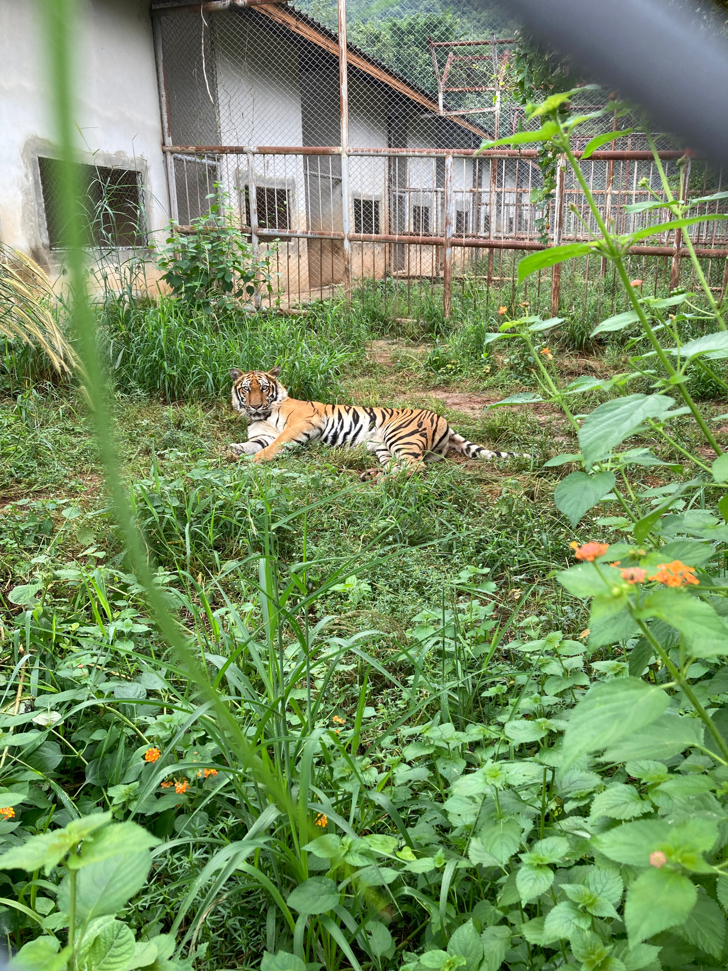 Tiger Pickers Meet Three More Tigers